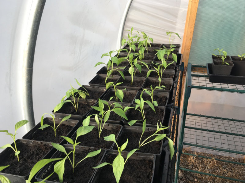Chillies in small heated polytunnel