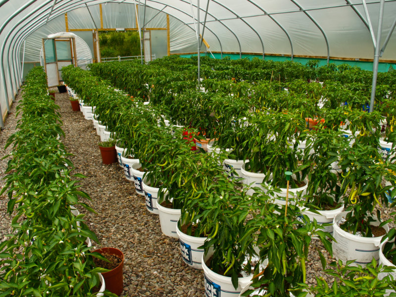 Chillies in large polytunnel B