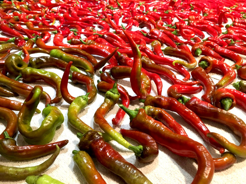 Harvested Ohnivec Chillies