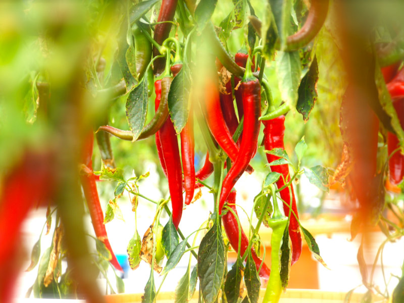 Ripe chillies on plant