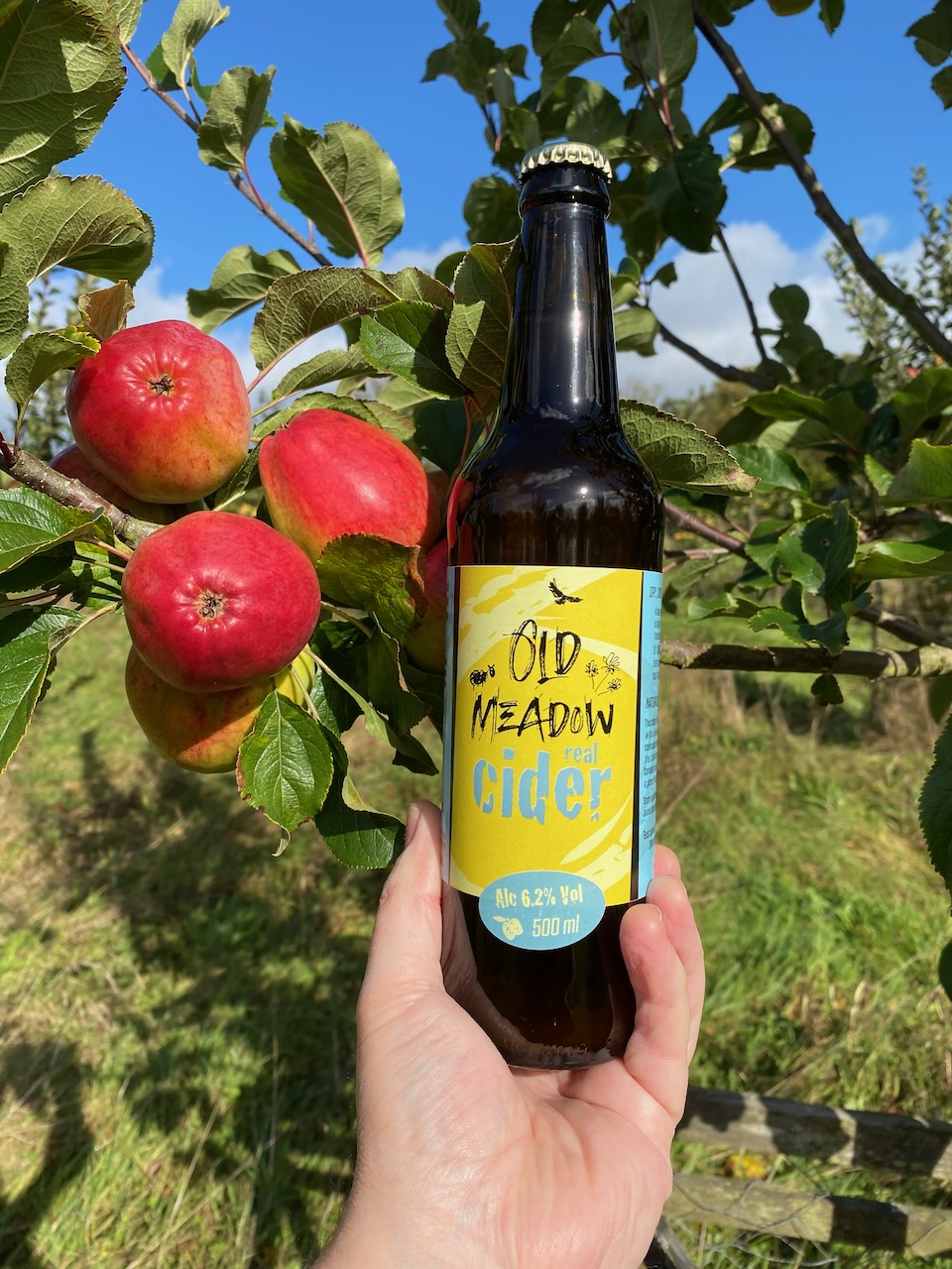 Bottle of Old Meadow Cider next to fruiting apple tree