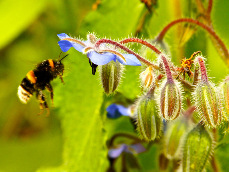 Bumble bee on Borage flowers